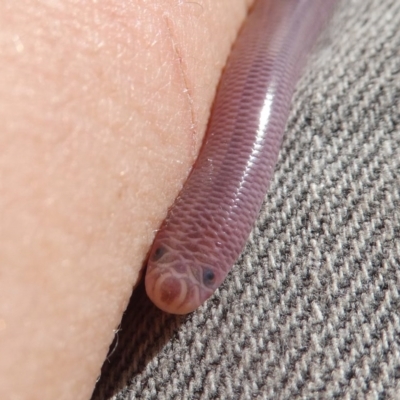 Anilios nigrescens (Blackish Blind Snake) at Wandiyali-Environa Conservation Area - 12 Oct 2017 by Wandiyali