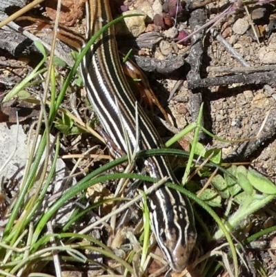 Ctenotus taeniolatus (Copper-tailed Skink) at Wandiyali-Environa Conservation Area - 12 Oct 2017 by Wandiyali