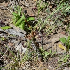 Ctenotus taeniolatus at Googong, NSW - 12 Oct 2017