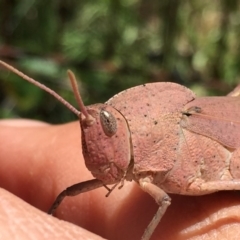 Goniaea sp. (genus) (A gumleaf grasshopper) at QPRC LGA - 11 Dec 2015 by Wandiyali