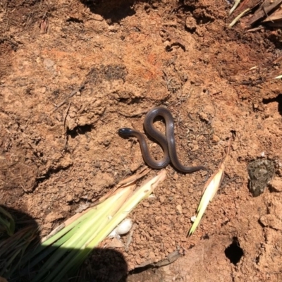 Parasuta dwyeri (Dwyer's Black-headed Snake) at Gungahlin, ACT - 12 Oct 2017 by JasonC