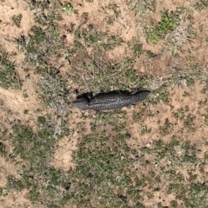 Tiliqua rugosa at Gungahlin, ACT - 12 Oct 2017 02:04 PM