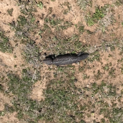 Tiliqua rugosa (Shingleback Lizard) at Mulligans Flat - 12 Oct 2017 by JasonC