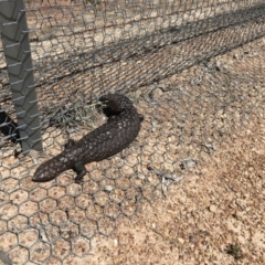 Tiliqua rugosa (Shingleback Lizard) at Mulligans Flat - 12 Oct 2017 by JasonC