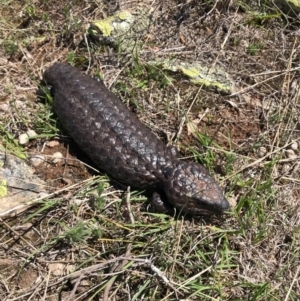 Tiliqua rugosa at Gungahlin, ACT - 12 Oct 2017