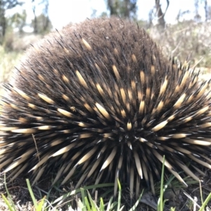 Tachyglossus aculeatus at Gungahlin, ACT - 12 Oct 2017 02:05 PM