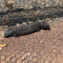 Tiliqua rugosa (Shingleback Lizard) at Mulligans Flat - 12 Oct 2017 by JasonC