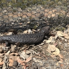 Tiliqua rugosa (Shingleback Lizard) at Gungahlin, ACT - 12 Oct 2017 by JasonC