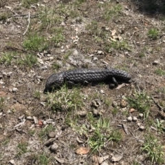 Tiliqua rugosa (Shingleback Lizard) at Mulligans Flat - 12 Oct 2017 by JasonC