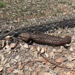 Tiliqua rugosa (Shingleback Lizard) at Gungahlin, ACT - 12 Oct 2017 by JasonC