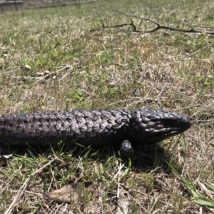 Tiliqua rugosa at Gungahlin, ACT - 12 Oct 2017 02:07 PM