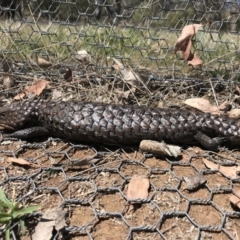 Tiliqua rugosa (Shingleback Lizard) at Gungahlin, ACT - 12 Oct 2017 by JasonC