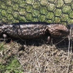 Tiliqua rugosa (Shingleback Lizard) at Gungahlin, ACT - 12 Oct 2017 by JasonC