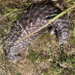 Tiliqua rugosa (Shingleback Lizard) at Gungahlin, ACT - 12 Oct 2017 by JasonC