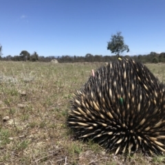 Tachyglossus aculeatus (Short-beaked Echidna) at Gungahlin, ACT - 12 Oct 2017 by JasonC