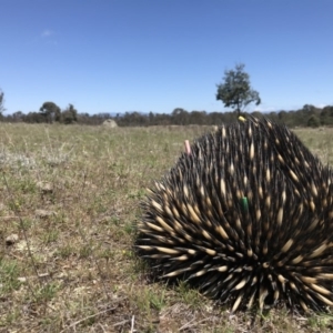 Tachyglossus aculeatus at Gungahlin, ACT - 12 Oct 2017