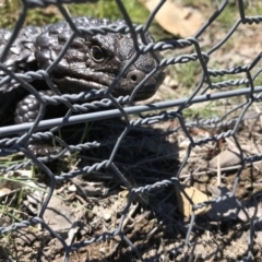 Tiliqua rugosa (Shingleback Lizard) at Gungahlin, ACT - 12 Oct 2017 by JasonC