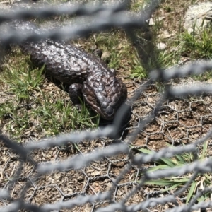 Tiliqua rugosa at Gungahlin, ACT - 12 Oct 2017