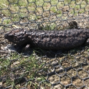 Tiliqua rugosa at Gungahlin, ACT - 12 Oct 2017