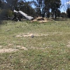 Tiliqua rugosa (Shingleback Lizard) at Gungahlin, ACT - 12 Oct 2017 by JasonC