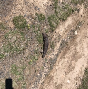 Tiliqua rugosa at Gungahlin, ACT - 12 Oct 2017