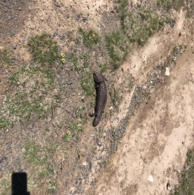 Tiliqua rugosa (Shingleback Lizard) at Mulligans Flat - 12 Oct 2017 by JasonC