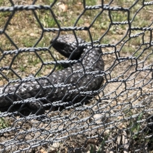 Tiliqua rugosa at Gungahlin, ACT - 12 Oct 2017 02:12 PM