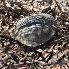 Chelodina longicollis (Eastern Long-necked Turtle) at Mulligans Flat - 12 Oct 2017 by JasonC
