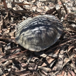 Chelodina longicollis at Gungahlin, ACT - 12 Oct 2017 02:12 PM