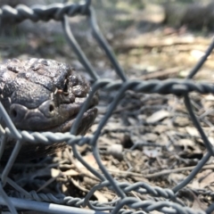 Tiliqua rugosa (Shingleback Lizard) at Gungahlin, ACT - 12 Oct 2017 by JasonC