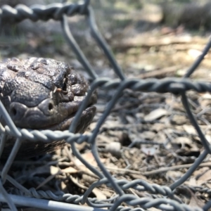 Tiliqua rugosa at Gungahlin, ACT - 12 Oct 2017