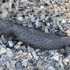 Tiliqua rugosa (Shingleback Lizard) at Mulligans Flat - 12 Oct 2017 by JasonC