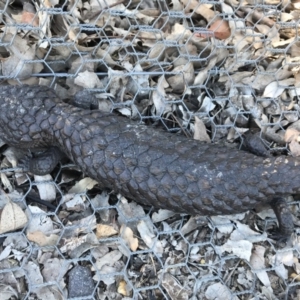 Tiliqua rugosa at Gungahlin, ACT - 12 Oct 2017