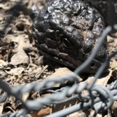 Tiliqua rugosa (Shingleback Lizard) at Mulligans Flat - 12 Oct 2017 by JasonC