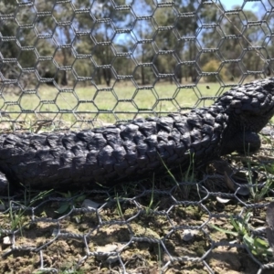 Tiliqua rugosa at Gungahlin, ACT - 12 Oct 2017 02:14 PM