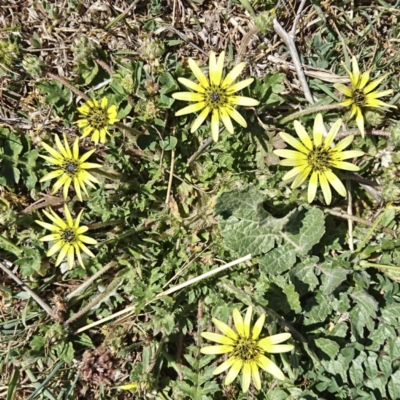 Arctotheca calendula (Capeweed, Cape Dandelion) at Banks, ACT - 12 Oct 2017 by UserfaKgHkxs