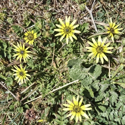 Arctotheca calendula (Capeweed, Cape Dandelion) at Banks, ACT - 11 Oct 2017 by UserfaKgHkxs