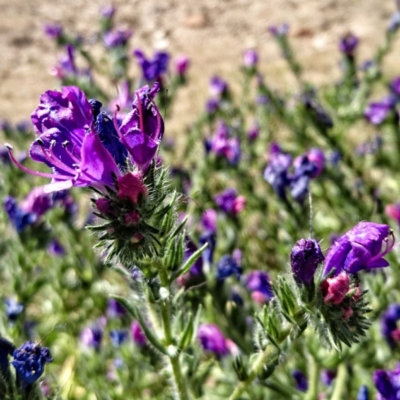 Echium sp. (Paterson's Curse or Viper's Bugloss) at Banks, ACT - 12 Oct 2017 by UserfaKgHkxs