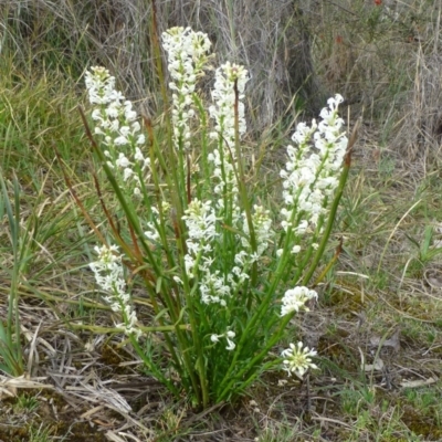 Stackhousia monogyna (Creamy Candles) at Acton, ACT - 11 Oct 2017 by RWPurdie