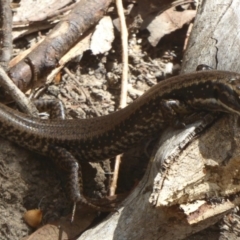 Eulamprus heatwolei (Yellow-bellied Water Skink) at Tidbinbilla Nature Reserve - 4 Mar 2017 by Christine