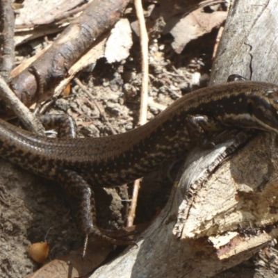 Eulamprus heatwolei (Yellow-bellied Water Skink) at Tidbinbilla Nature Reserve - 4 Mar 2017 by Christine