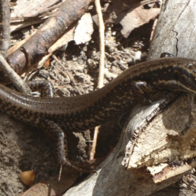 Eulamprus heatwolei (Yellow-bellied Water Skink) at Paddys River, ACT - 4 Mar 2017 by Christine