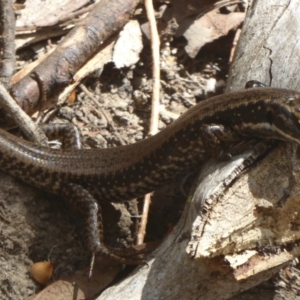 Eulamprus heatwolei at Paddys River, ACT - 5 Mar 2017