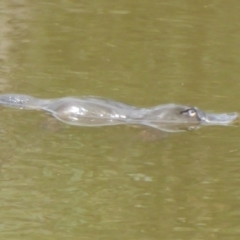 Ornithorhynchus anatinus (Platypus) at Paddys River, ACT - 4 Mar 2017 by Christine