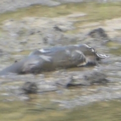 Ornithorhynchus anatinus at Paddys River, ACT - 5 Mar 2017