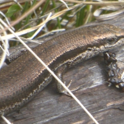 Pseudemoia entrecasteauxii (Woodland Tussock-skink) at Booth, ACT - 7 Mar 2017 by Christine