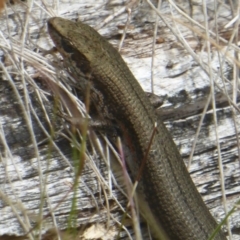 Pseudemoia entrecasteauxii at Booth, ACT - 8 Mar 2017 12:00 AM