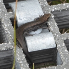 Pseudemoia entrecasteauxii (Woodland Tussock-skink) at Namadgi National Park - 7 Mar 2017 by Christine