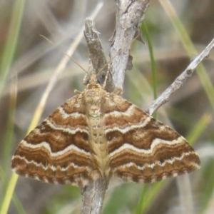 Chrysolarentia heliacaria at Booth, ACT - 8 Mar 2017