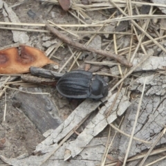 Celibe rugosipennis (Pie-dish beetle) at Booth, ACT - 8 Mar 2017 by Christine